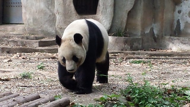 פנדה בגן החיות של בייג'ינג (צילום מקורי)