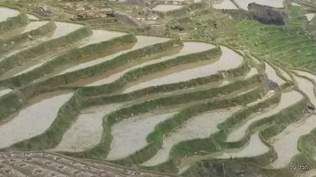 שדות האורז (צילום מערכת)