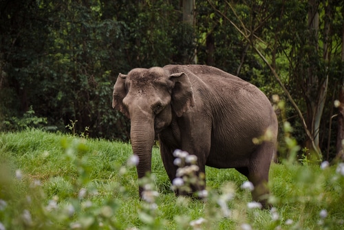 פיל הודי באזור מונאר (Munnar)