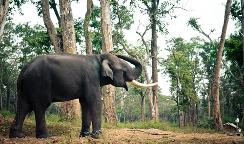 פיל בפארק לאומי נגארהול (Nagarhole)