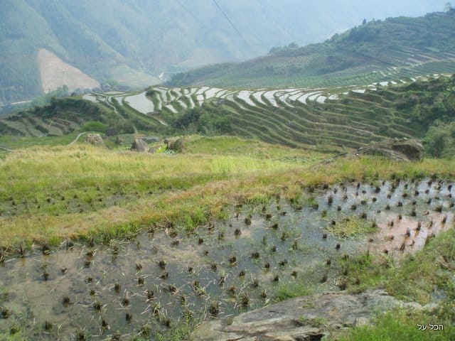 ככה מגדלים את זה! טרסות אורז ביואניאנג (צילום מקורי)