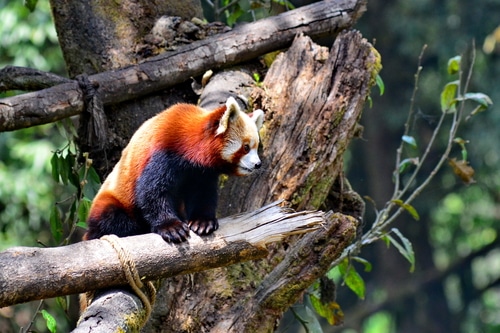 פנדה אדומה בגן החיות של דרג'ילינג