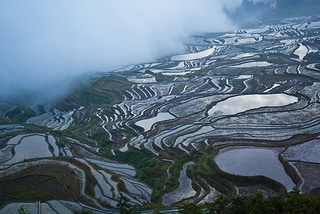 טרסות אורז והערפל המאפיינים את מחוז יואניאנג (צילום: Thomas Fischler)