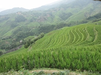 טרסות האורז בכפר דצאי (צילום: נעם שראטר)