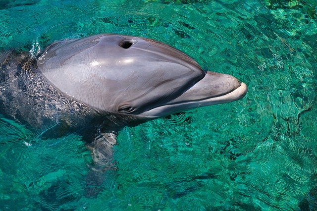 דולפין בריף הדולפינים שבאילת (צילום: derevv)