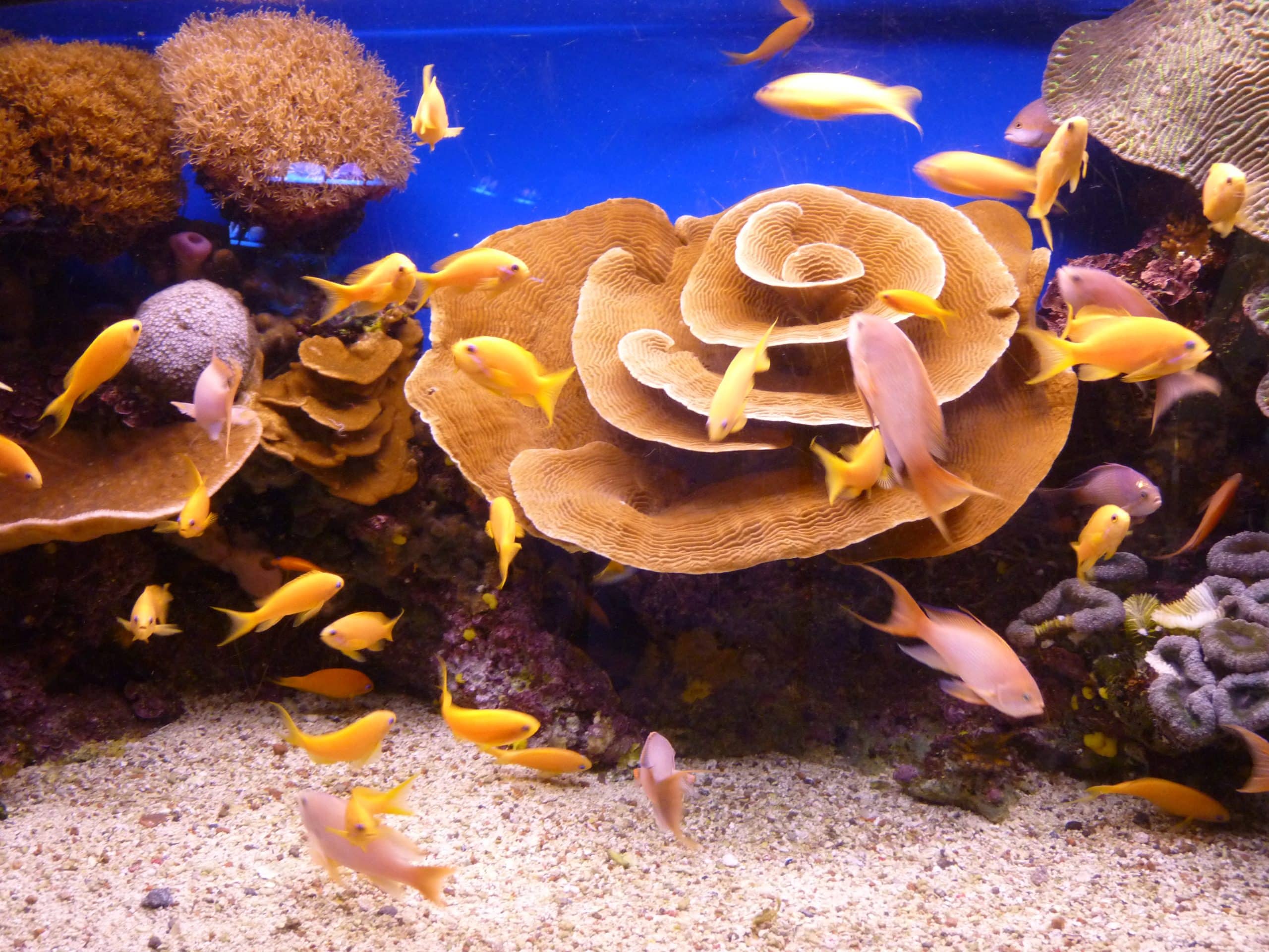 האלמוגים והדגים בשמורת הטבע הימית (צילום: Ricardo Tulio Gandelman)