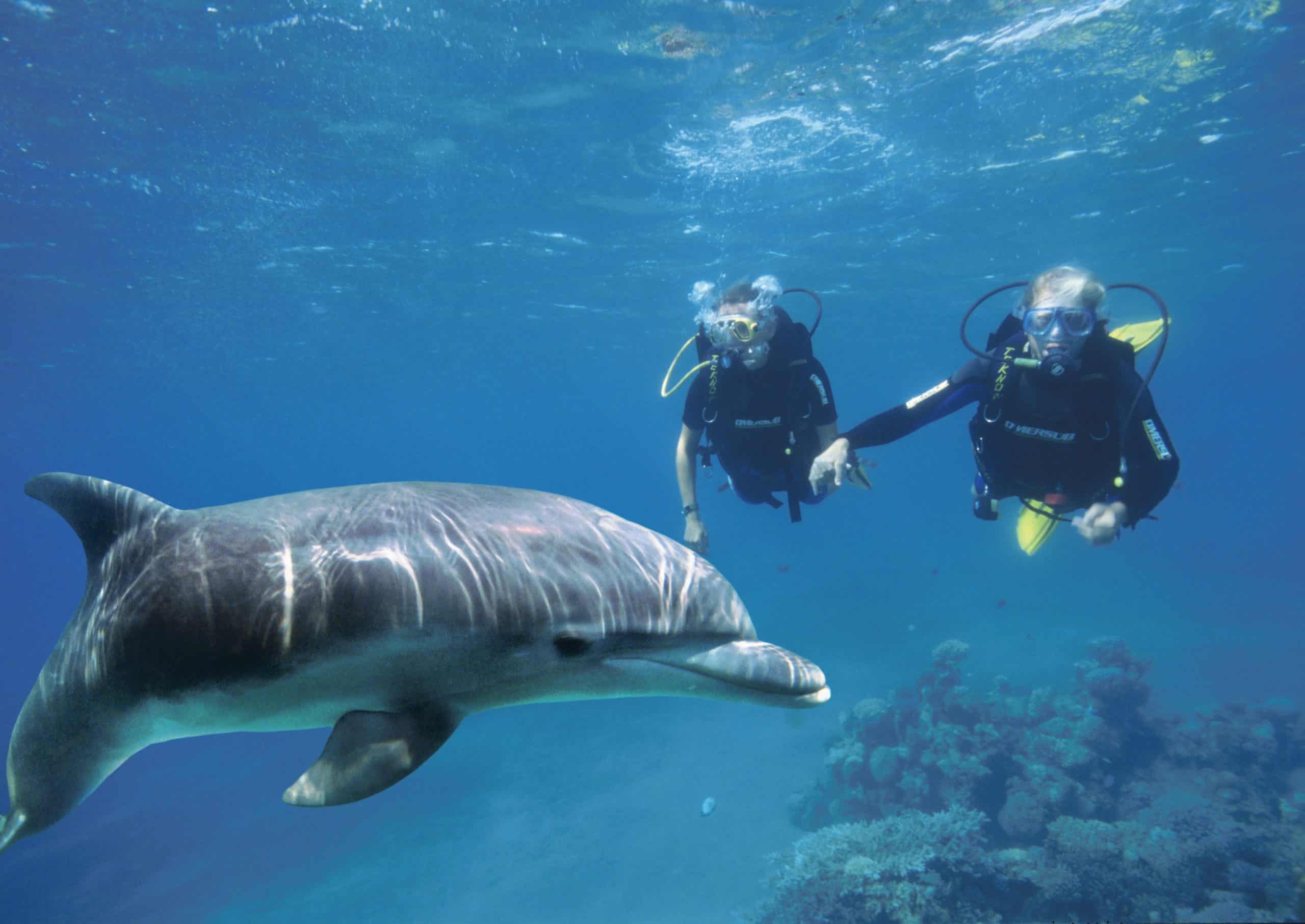 צלילה עם דולפינים בריף (צילום: Israel_photo_gallery)