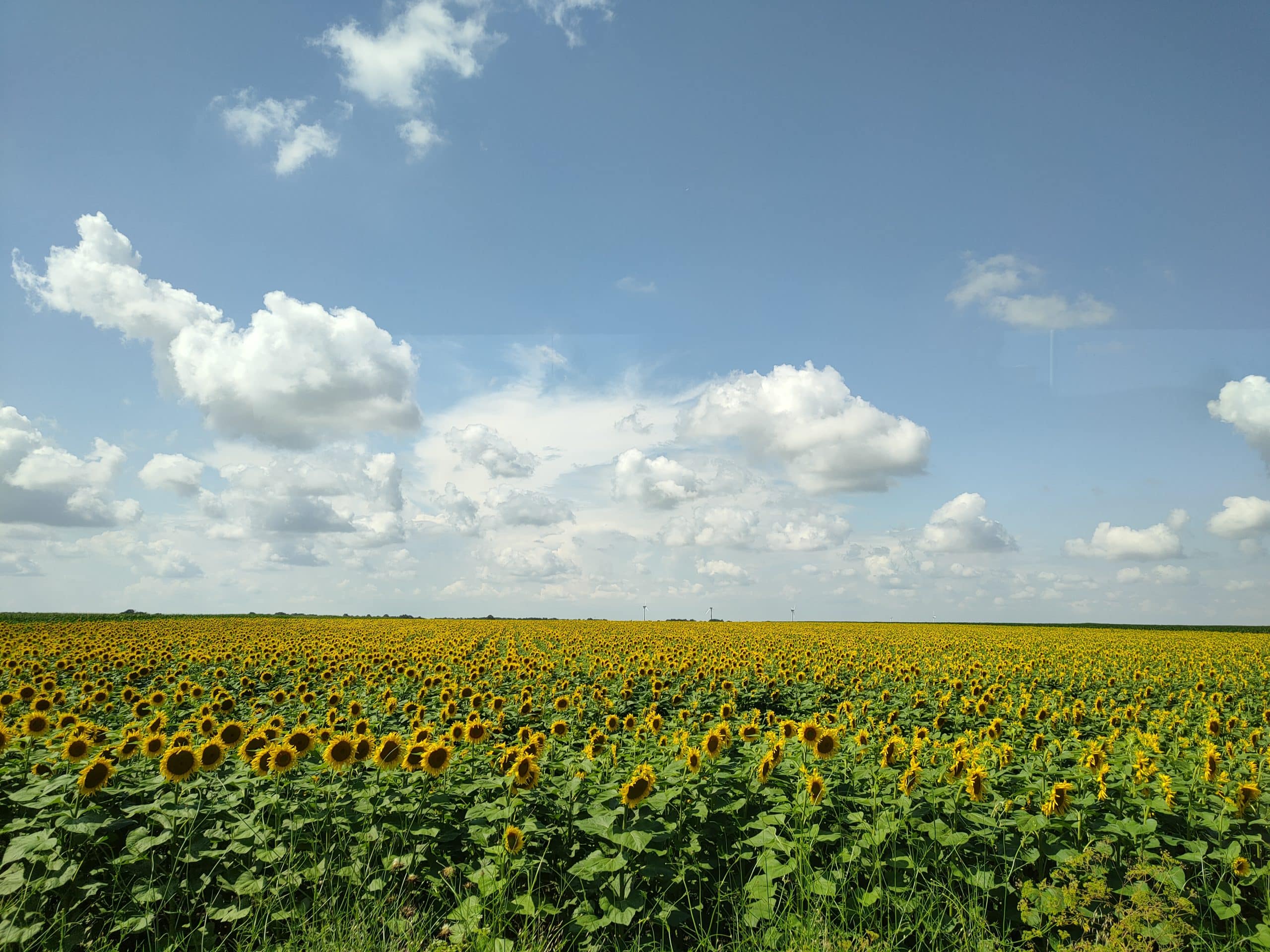 שדות חמניות ביולי בדרך לבאלצ'יק (צילום: צילום מקורי)