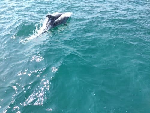 דולפינים בים