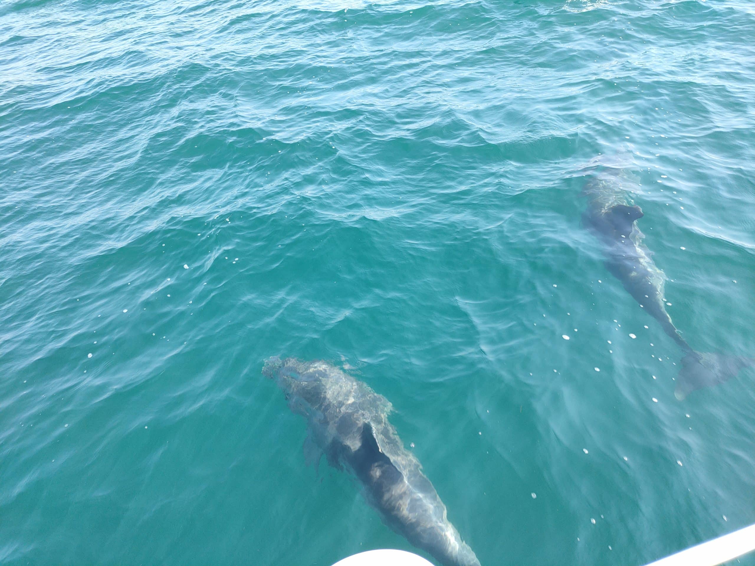 דולפינים שליוו את השייט שלנו בים השחור (צילום: צילום מקור)
