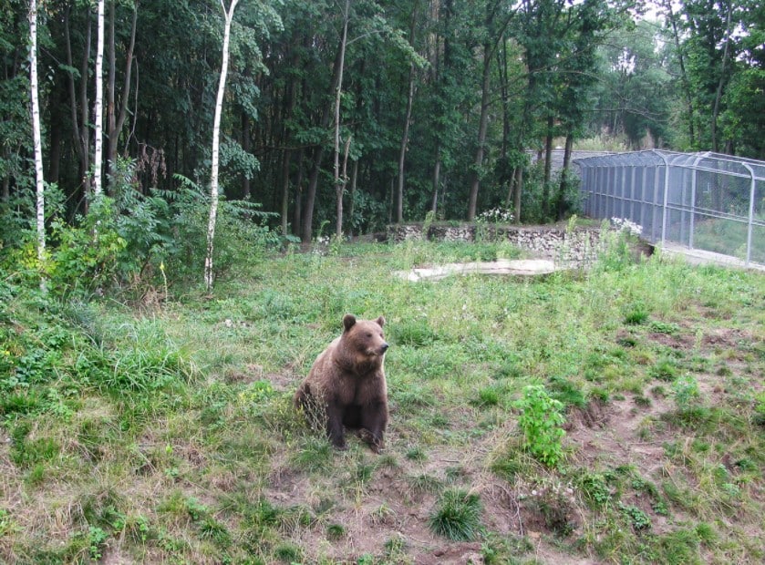 ברנה הדובה בגן החיות (צילום: Suffer Tedkov)