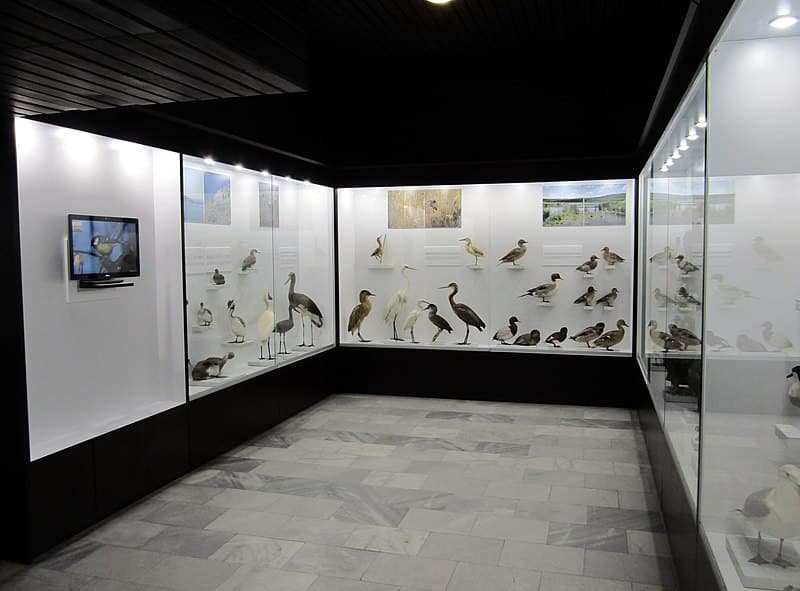 תצוגת העופות במוזיאון להיסטוריה של הטבע בבורגס (צילום: Alicia Fagerving)