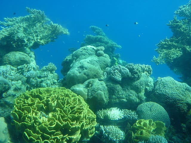 Corals in the Red Sea of ​​Eilat