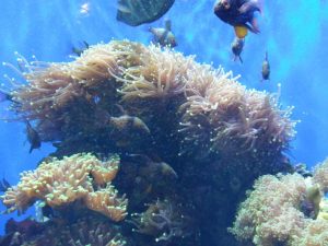 שונית אלמוגים גן חיות לונדון (צילום מקורי)
