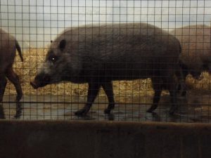 חזיר יבלות גן החיות בלונדון (צילום מקורי)