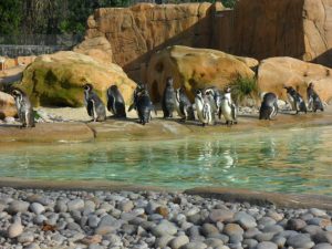פינגווינים גן החיות בלונדון (צילום מקורי)