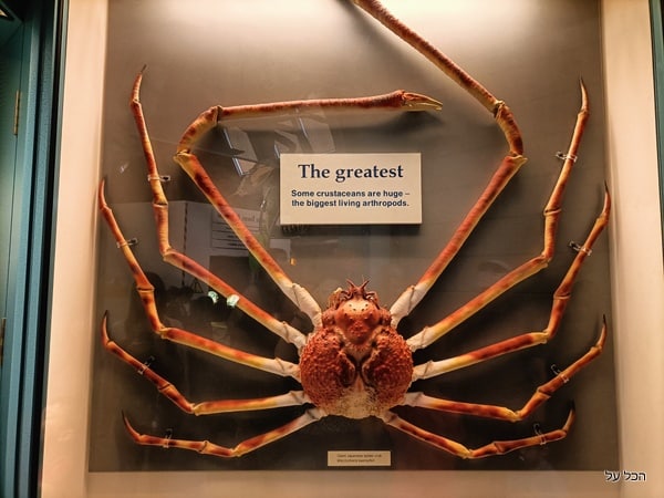 גם של סרטן ענק - דוגמא למוצגים במוזיאון ההיסטוריה של הטבע 