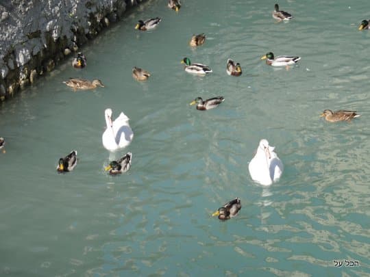 עופות המים החיים היום בתעלת המצודה העתיקה (צילום מקורי)