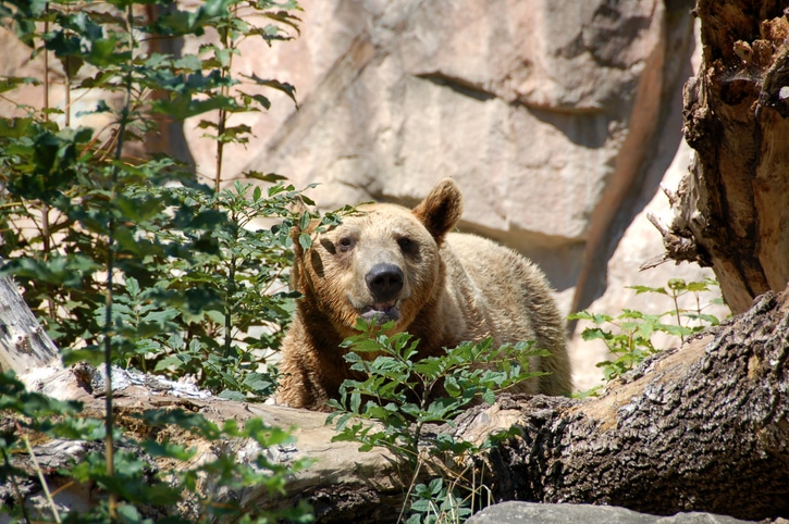 דוב בגן החיות האלפיני באינסברוק