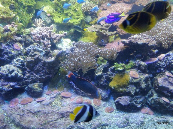 דגים צבעוניים הם רק חלק מהדגים ושאר החיות שתפגשו באושינריום