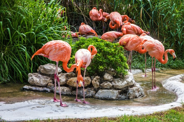 משפחת פלמינגו חלק ממגוון של עופות בגן החיות של ליסבון (צילום: 