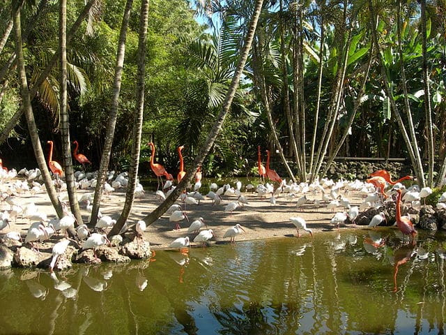 גני הפלמינגו במיאמי
