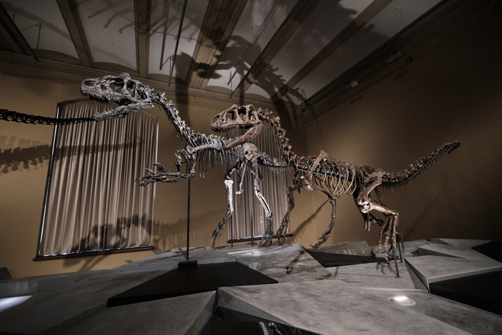 תערוכת דינוזאורים ייחודית במוזיאון ההיסטוריה של הטבע בברלין