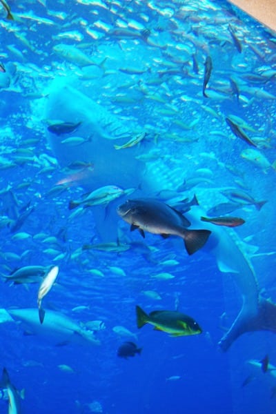 פארק המים אקוונצ'ר דובאי מציע מגוון עצום של אטרקציות ימיות, מתוכן צלילה בתוך אקווריום אטלנטיס