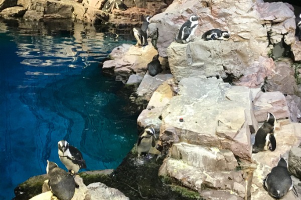 מינים רבים מתוך האוקיינוס חיים באקווריום ביניהם הפינגווינים