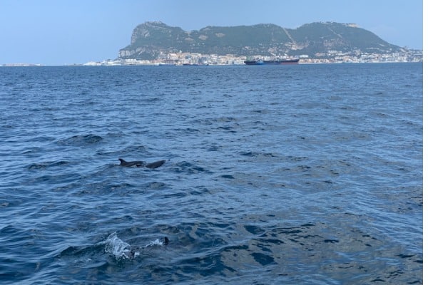 דולפינים שוחים במצר גיבלטר, ספרד