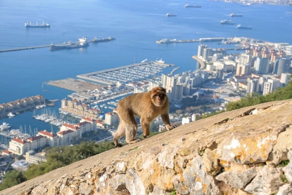 קוף מטפס על צלע הר על רקע נמל מצר גיבלטר, ספרד