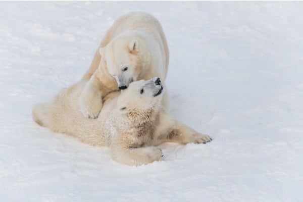 דובי הקוטב הן מהחיות המרגשות ביותר בגן החיות
