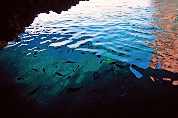 המים השקופים של חוף פלאוקסטריצה עם מגוון חיות ימיות 