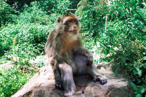 מקוק ברברי בהר הקופים, מטרת הפארק היא להגן על הזן שבסכנת הכחדה