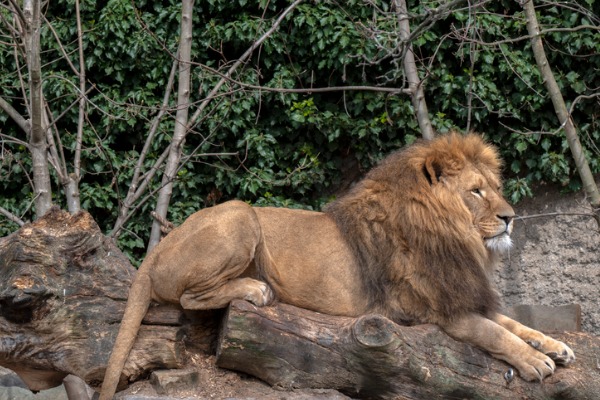 אריה בגן החיות ארטיס