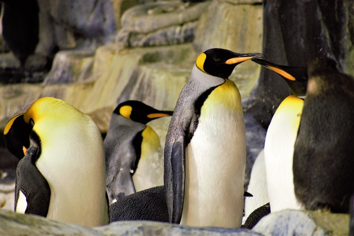 פינגווינים בסיוורלד