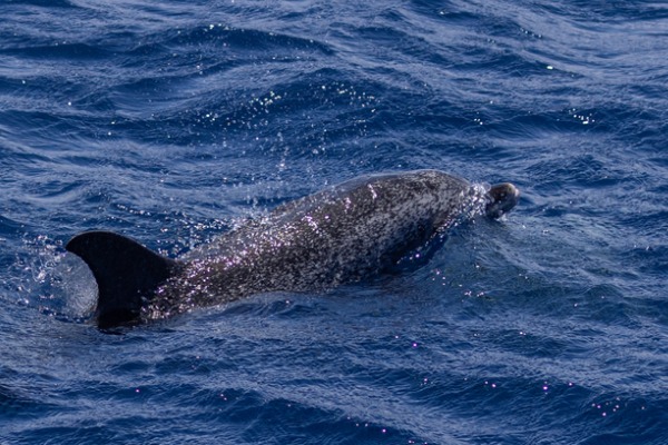 דולפין מסוג סטנלה אטלנטית