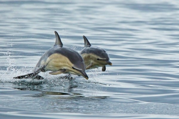 דולפין מצוי