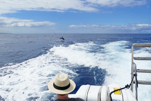 שייט בסירה לצפייה בדולפינים