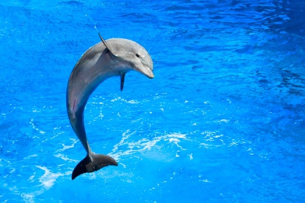 דולפין קופץ בהופעה