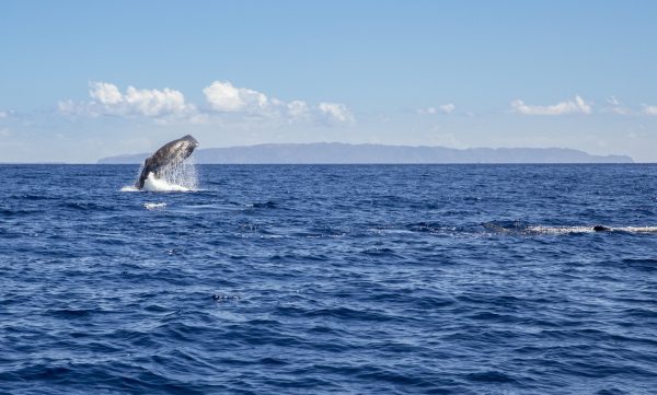 לוויתן מסןג ראשתן גדול ראש קופץ מהמים